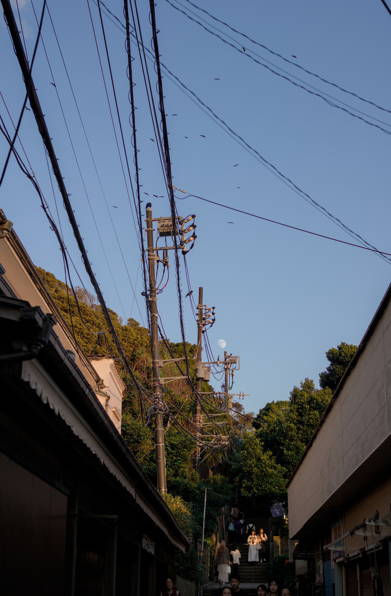 The moon during the day with utility wires and birds intersecting the sky, surrounded by a tight alley and trees.